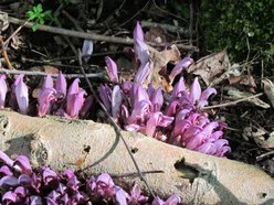 Toothwort